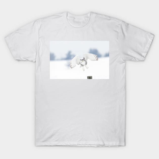 Snowy Owl T-Shirt by Jim Cumming